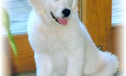 We have QUALITY light golden pup looking for the perfect family! Healthy European bloodlines with Exceptional temperament, grand stature and coat. AKC registered. Hearts of Gold Retrievers is committed to a breeding program that concentrates on health,
