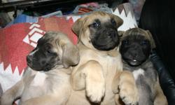 English Mastiff ,English Bulldog mix Puppies born May 1st. * fawn color with black Mask and they have great big heads from the e. Bulldog mother and the color and large boned stalky build from the e. Mastiff Father.They are beautiful puppies and we only