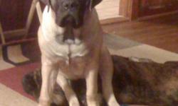 We are downsizing and have 1 Fawn female&nbsp; English Mastiff for Adoption . She is a Granier Hall Mastiff with a good bloodline.
Izzybella is good with kids and other animals.