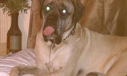 Samson is a 4 year old English Mastiff who has always lived inside and been extrememely spoiled. He is neutered, has all shots, had hips x-rayed, and is extrememly healthy. He loves kids and other dogs...he is very loving and friendly. He is a little