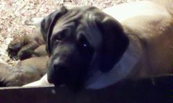 A*K*C Reg.English Mastiff Puppies born 01/17/2011 PARENTS ON PERMISES,LOTS OF CHAMPIONS IN THIS BREEDING,DAD WEIGHTS 190 MOM WEIGHTS 150,2 left 1 male and 1 female APRICOT,A DEPOSIT OF $300 WILL HOLD YOUR PUPPY,WILL BE CURRENT ON ALL SHOTS AND