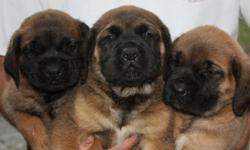 A*K*C Reg.English Mastiff Puppies born 01/17/2011 PARENTS ON PERMISES,LOTS OF CHAMPIONS ,DAD WEIGHTS 190 MOM WEIGHTS 150, MALES AND FEMALES AVAILABLE FAWNS AND APRICOTS,A DEPOSIT OF $300 WILL HOLD YOUR PUPPY,WILL BE CURRENT ON ALL SHOTS AND