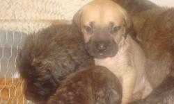AKC REG.,6 WEEKS OLD 1/22/2011,first shots,health garantee,champion blood line,$800.00 - $1,000
call 561-732-4715 or 561-732-4715 for more info