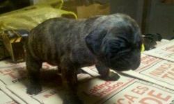 Have English Mastiff puppies for sale. Born November 16th, 2010. 2 are Brindle and 4 are fawn with black mask. They will be ready to go for Christmas. Males and Females. 1st shots and AKC registration papers included. If interested please call Anthony at