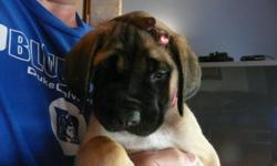 Beautiful English mastiff puppy born 7-3-2012 Litter of seven Last girl remaining Sue&nbsp;is loving ,alert playful full of energy Apricot weighed 14lbs at 6 weeks even bigger now Given first shots and physical is doing great looking for forever home she