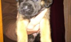 Just in time for Christmas! AKC English Mastiff puppies&nbsp; for sale! I have 1 female fawn and 2 female brindle left. Parents are great with kids and puppies have been exposed to kids also.&nbsp; Parents on-site and AKC Registered. Asking $650 . No