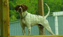 Male, (intact), Purebred English Pointer between 3 and 4 years old ready to hunt. Finds birds by sight and scent. Locks up on point until bird is flushed. He will also retrieve. Could use a little fine tuning but has enormous amount of natural instinct.