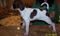 THE BEST LOOKING GUNDOGS OR BEST FRIENDS AND HOME COMPANIONS YOU CAN HAVE. PLEASE ONLY SERIOUS DOG LOVERS. I WANT MY PUPS TO HAVE THE VERY BEST OF OWNERS, THAT I CAN PROVIDE FOR THEM ( THIS IS THEMOST IMPORTANT). MY PURE ENGLISH POINTER WITH GREAT