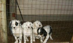 Have 2 English Setter puppies for sale. One Tri-coloered male and one orange and white male, they will be 3 months old on 12/08/10. they should make excellent birds, both parent are sired by Champions.Call 989-642-8744 anytime. PS. will hold until