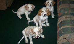 English Setter puppies for sale. Born 3/28/11. Grouseridge bloodline. Good Hunting and family pets. Gentle with Children. very lovable and loyal dogs. They have had there shots and been checked by a vet. I have 1 female and male left. Please contact Chuck
