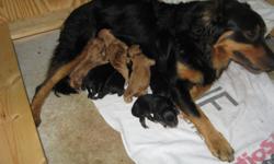 UKC/ESR Registered English Shepherd Puppies. Born Janaury 10, 2011. Black and Tan, Tri Color, and Sable and White, males and females from farm raised registered stock. Dam is black and tan and sire is sable and white. Ready for new homes on March 5, 2011,
