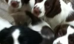 8 wks old Field Bred,AKC,First Shots,Paper trained Great dogs Please call Joyce -- or --