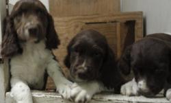 ENGLISH SPRINGER SPANIEL PUPPIES READY TO BECOME PART OF YOUR FAMILY. THIER MOTHER IS AN EXCELLENT HUNTER/PET. PLEASE CALL WITH ANY QUESTIONS OR TO SCHEDULE A TIME TO SEE THEM. THANK YOU --