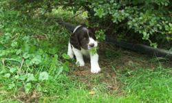 We have 2 females and one male ACA English Springer Spaniel Puppies for sale. They are liver and white and absolutely adorable!!!The puppies have their dewclaws removed, tails docked, and their first shots. They will be ready to leave our home on Sept.14.
