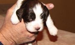 I have a real nice litter of pups born Jan 14th. I have B/W and a L/W male. B/W females
Please call me at 520-457-2400
I am a breeder in Tombstone AZ WWW.iishearanch.com
I also have a very good looking and well bred B/W male he is 5 months old and house
