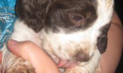 I have 2 puppies that need a new home. They are purebred papered English Springer Spaniels with their tails docked and dew claws removed. They are all liver and white. They were born on April 6th 2011. So they will be 8 weeks old on June 1st. They are