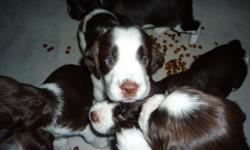10 week old springer pups liver and white. all are marked very nicely . parents on site as well as a couple of pups from another litter. all these dogs have great loving dispositions and make super family pets. very good with kids .