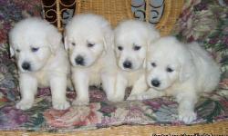 Now Taking Deposits!
Beautiful litter of Full English white AKC golden retriever puppies are here.
They will be ready to go to their new homes right around 2/03/2011.
Our puppies are born and raised in our home and around children. We welcome visits to