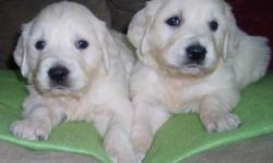 Beautiful litter of Full English white AKC golden retriever puppies born 12/13/20010.
Will be ready to go 2/03/2011.
Our puppies are born and raised in our home and around children. We welcome visits to pick out puppies after a deposit has been made and