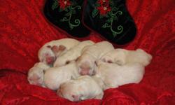 Now Taking Deposits!
Beautiful litter of Full English white AKC golden retriever puppies are here.
Born 12/13/2010.
They will be ready to go to their new homes right around 2/03/2011.
Check out web site for more information and pictures.
Our puppies are
