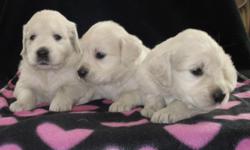TAKING DEPOSITS NOW!
Gorgeous snowy white Golden Retriever puppies with champion lineages. Full English Golden Retriever puppies born March 7, 2011, will be ready for their new homes May 2, 2011. They come from champion lineage such as Standfast Angush,
