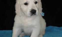 Ready Now! Just 9 weeks old, only have a few left.
Gorgeous snowy white Golden Retriever puppies with champion lineages. Full English Golden Retriever puppies born March 7, 2011. They come from champion lineage such as Standfast Angush, Westley Ramona,