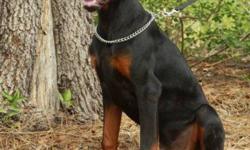 European Champion Bloodline AKC registerd Doberman Puppies due September 11th 2011. Expecting Blacks and Reds please visit our website www.freewebs.com/daisyfieldskennel and contact us if interested and you will be placed on a waiting list. All puppies