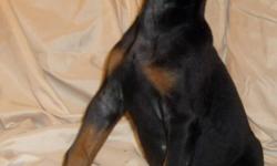 full akc reg female doberman puppy.she comes with her 1st shots and deworming .microchip.a&nbsp;3 year health guarantee.and a puppy kit.her sire is a serbian import from cacak serbia.he is wvd clear.dam is vwd carrier and cardio neg.price of puppy is 1200