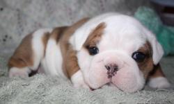 Beautiful AKC English Bulldog Puppies Available!
Sired By My European Import Male, "Titus" Whos Dad And Grandad Are European Internatioal Grand Champions.
The Mother is From My Female Rosie, And They Had 4 Males & 3 Females. They All Have Nice Large