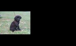 1/2 Springer Spaniel, 1/4 Lab, 1/4 Chesapeake. Born May 20. 9 weeks old. Both female and male, 5 puppies available.