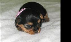 Beautiful silky coated black and gold yorkshire terrier pups for sale. Will be tiny at around 3-4 lbs grown. Great disposition, males and female available. CKC registered, first shots and de-worming given. All pups come with a health gurantee. Prices $650