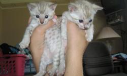 Yes, we have Spring kittens! We produce top quality kittens using only show quality bloodlines. Brown, snow and silver kittens are available year round in both standard pelted as well as the rare, long coated known as Cashmere Bengals. All of our breeding