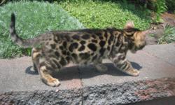 Yes, we have Spring kittens! We work with top, show quality bloodlines, producing brown, silver and snow Bengals year round. Traditional pelted as well as rare, long coated known as Cashmeres are available. All breeders are HCM screened and FeLuk neg.