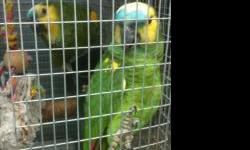 large exotic bird breeder selling out all birds must go;
proven bred pairs at giveaway prices;
highest quality proven bred pairs...guaranteed healthy. the perfect opportunity to add to your collection or start a business breeding exotic birds.
rare and