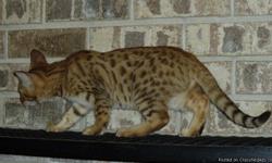 Savannah and Cheetoh cubs available.&nbsp; These wonderful exotic cats make terrific pets. Beautiful spotted coats give an exotic appearance to these intelligent, entertaining and loving cats. With dog-like personalities, they interact well with humans,