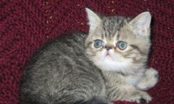 Purebred exotic kittens ready to go to new home. First shots given. Male tabbies. Pictures available upon request.