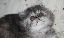 We have&nbsp;one exotic longhair (persian)&nbsp;kitten available for $500!&nbsp;She was born on October 15th, 2012 and will be big enough to leave our home on December 24th, 2012.&nbsp;She will have had&nbsp;her first set of shots and registration