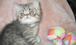 2 male exotic short haired tabby kittens. Shots given and ready to go a new home. Very playful and affectionate.