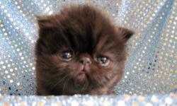 We have available a black male long hair exotic show quality kitten. He will be ready for his new home around Christmas! DOB 09/22/10. View his video at http://www.happyhollowcattery.com