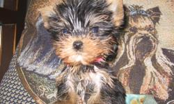 ABBEY is a tiny teacup yorkie girl. She has a beautiful baby doll face, short legs and a tiny compact body. She is so tiny she fits in a pocketbook. She is 9 weeks and weighs 11 ounces. My little baby is current on her shots, She is de-worm and comes with