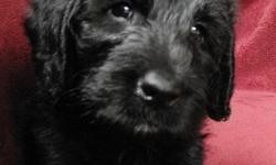 We have a litter of F1 Labradoodles, 7 total, 1 yellow female, 2 yellow males, 4 black males. All are extremely soft and getting quite curly/wavy. The pups were born on May 30th 2011, and can go home with you starting on July 25th 2011. All pups are very