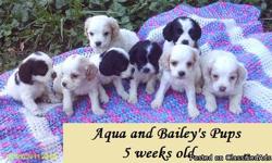 We have 1 beautiful F1b Cockapoo Puppy. 1 Black and White Female
Mother is English Cocker Spaniel Father is 1st Generation Cockapoo.
Price has been reduced to $300.00
We have White with Buff spots and Parti colored puppies in this litter.
Will be
