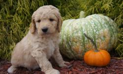 Welcome to Gaga4Doodles, home of our beautiful F1B Goldendoodles located in Raleigh, NC. Take a moment and have a look at our current litter of 7 sweet boys. Mom is a cream AKC registered Standard Poodle weighing 55 pounds, and Dad is a CKC registered