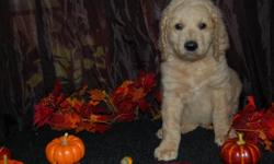 I have a litter of&nbsp; DOUBLEDOODLE PUPPIES AKA NORTH AMERICAN RETREIVERS. We bred our F1B labradoodle and our F1B goldendoodle to get these beautiful puppies.They were born August 26th 2012. They will be ready for their new homes around October 7th.