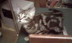 A beautiful pair of 3 month old savannah cuties are now available.&nbsp; Come with shots up to date, and TICA papers, the sire an F7 savannah boy (silver spotted tabby) the dam a silver leopard spotted F3 girl.&nbsp;&nbsp; Nice larger dark silver leopard