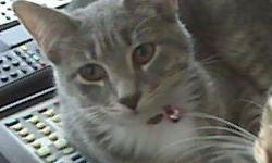 Her name is Pearl.
She went missing on 12/28/10 near North Market Street, Mount Joy.
Pearl has grey tiger strips, white paws, gold eyes. She is wearing a purple leather collar with pink accents and a pink bell.
If you have information about Pearl please