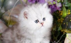 This delightful pur-baby is a silver chinchilla Persian.
He is a male and his name is Silver Fox.
He has that sad yet very angelic look on his little face.
His adorable tear drop shaped eyes seem to say "pick me up"!
His coat will continue to lighten and