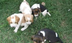 Beagle Puppy - special dog for a Special Father! Give you Father that special companion with a warm wiggly puppy that will love him constantly and unconditionally. Just what ever Dad needs - a Beagle pupppy - black, white & tan - lemon & white or blue