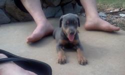 One fawn and two blue male doberman puppies for sale. Born June 5, 2011. They have had their tails docked, been declawed, wormed, and first shots. They are CKC registered.