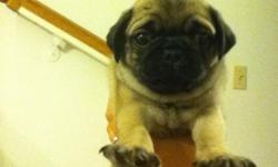 Fawn Pugs (Purebred), We are full-bred fawn Pug puppies who were born on April 15, 2011. In total, there are 2 boys and 2 girls and our parents are on site! We are fun, loving, playful, curious and very good natured. We are very used to being handled and
